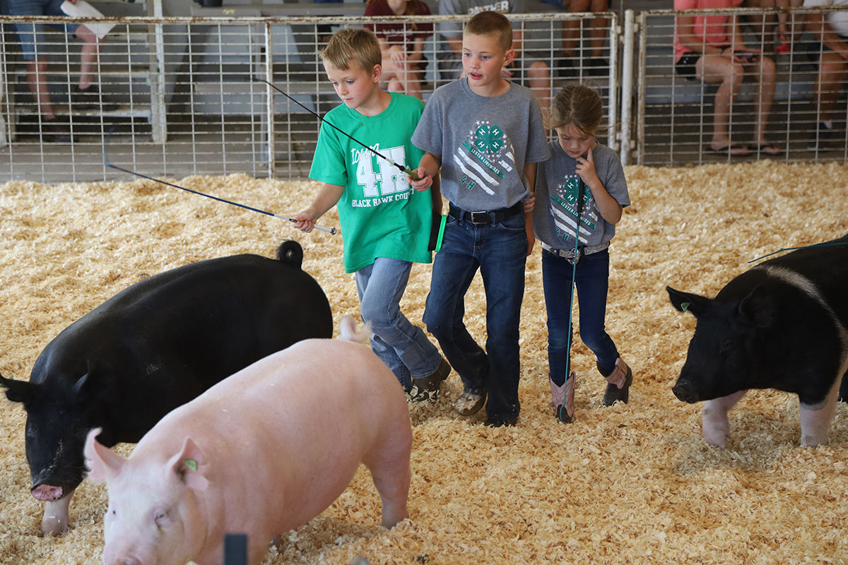 4-h Swine 2.JPG
